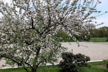 Dressurviereck im Frühling