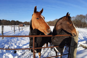 Auslauf auch im Winter